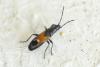 Pterotmetus staphyliniformis